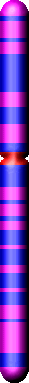 Chromozom 11