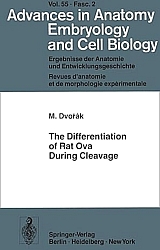 The-differentiation-of-rat-ova.jpg, 26kB